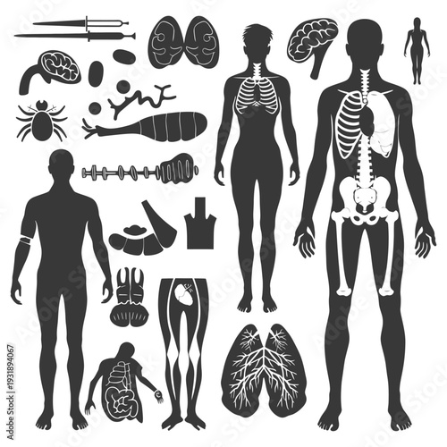 Human Anatomy Illustrated with Internal Organs, Skeletal System, and Silhouette Figures