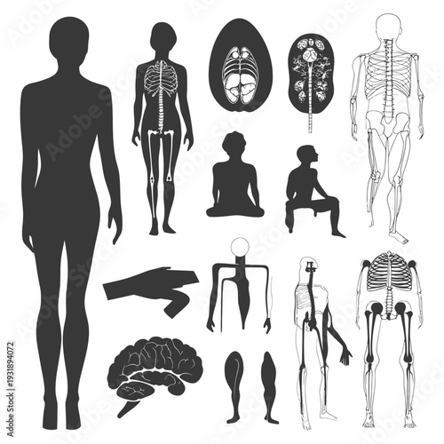 Human Body Anatomy Illustrations: Silhouettes and Skeletons
