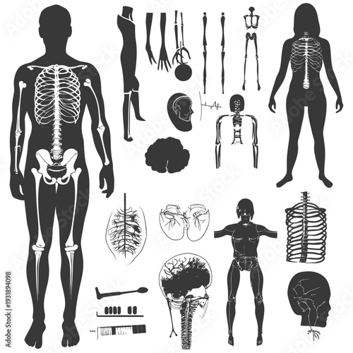 Human Skeletal System Anatomical Illustrations
