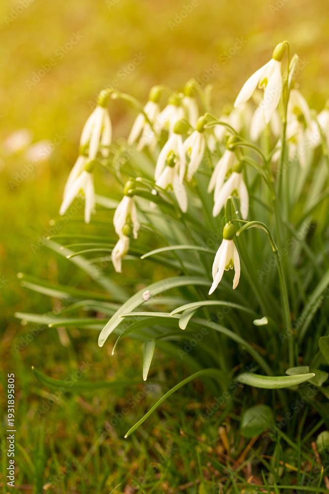 Fototapeta premium Spring flowers and sunny day in the garten.
