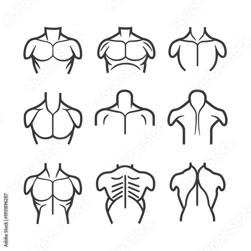 Nine Line Drawings of Human Torso Muscles