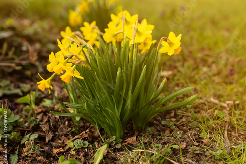 Photos Spring flowers and sunny day in the garten.