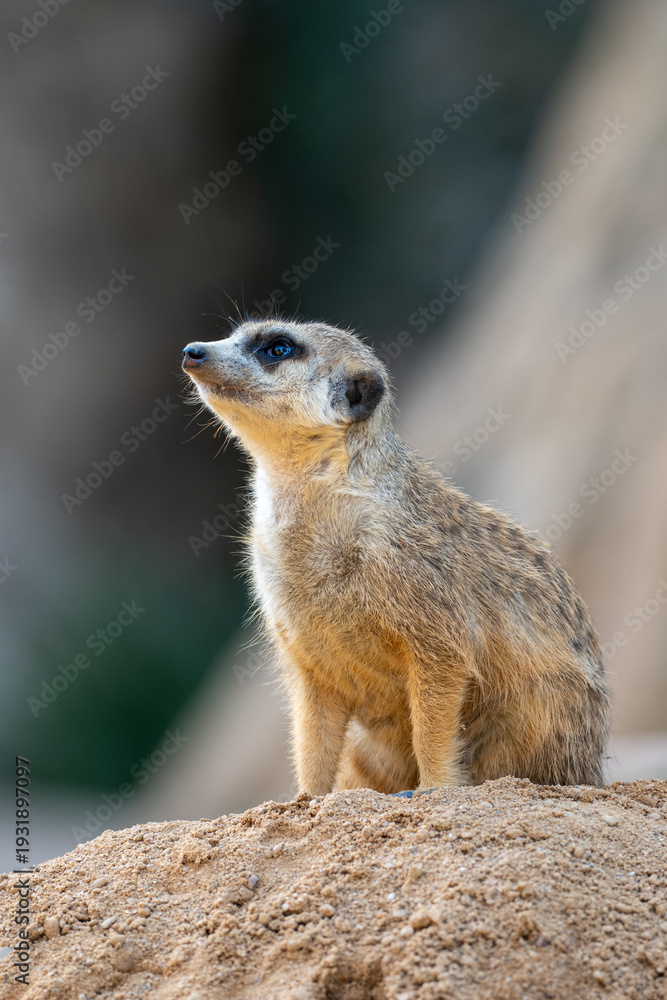 Fototapeta premium Curious meerkat standing on a sandy mound and gazing upwards in a natural habitat