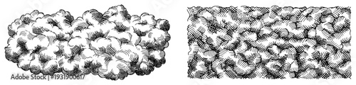 Hand drawn vintage woodcut style illustration of fluffy cloud or bush textures