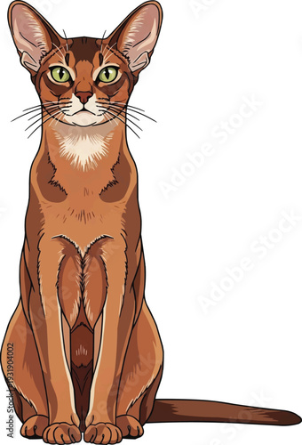 Abyssinian cat sitting upright attentive facing front illustration