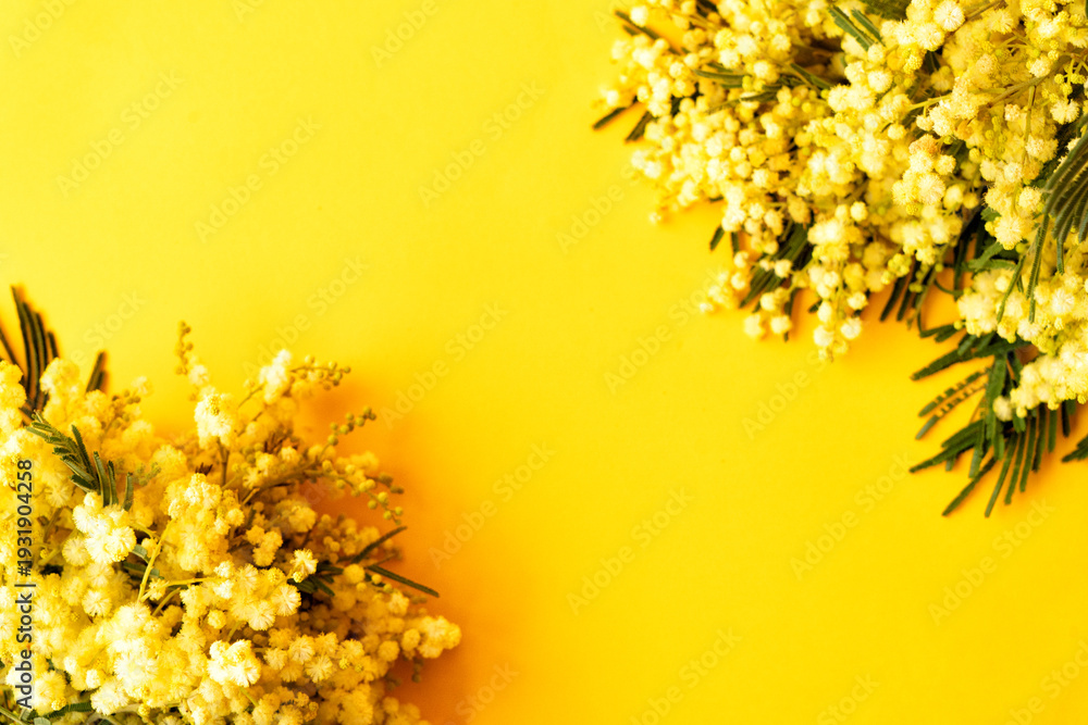 custom made wallpaper toronto digitalMimosa fresh flowers on yellow background, copy space, 8 march day background, mimose is traditional flowers for international womans day 8 of march