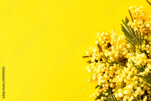 Wallpaper Mural Mimosa fresh flowers on yellow background, copy space, 8 march day background, mimose is traditional flowers for international womans day 8 of march, copy space Torontodigital.ca