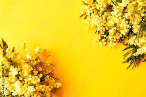 Wallpaper Mural Mimosa fresh flowers on yellow background, copy space, 8 march day background, mimose is traditional flowers for international womans day 8 of march Torontodigital.ca