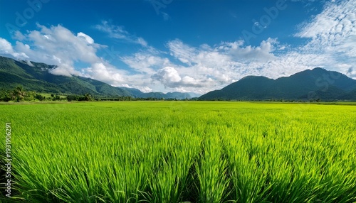 vast green rice fields under a blue sky with distant mountains and scattered clouds capturing rural landscape and agricultural scenery