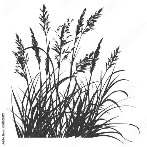 Silhouetted Tall Grass with Long Blades