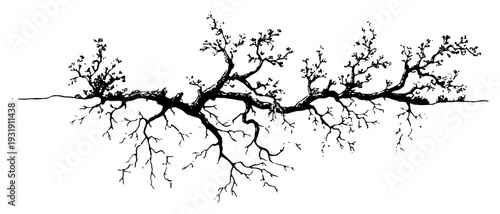 Hand drawn horizontal tree root system spreading across a white background