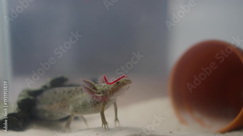 An axolotl (Ambystoma mexicanum) moves slowly toward food in an aquarium. It opens its mouth and snaps at the prey in slow motion. Its gills wave gently in the water as it feeds.