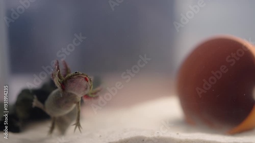 An axolotl (Ambystoma mexicanum) moves slowly toward food in an aquarium. It opens its mouth and snaps at the prey in slow motion. Its gills wave gently in the water as it feeds.