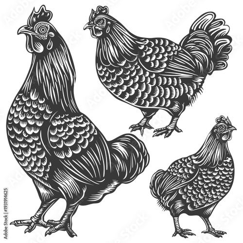 Three Detailed Black and White Illustrations of Chickens
