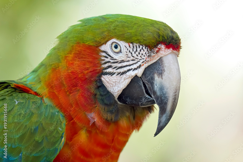 Fototapeta premium Closeup of a Catalina Macaw