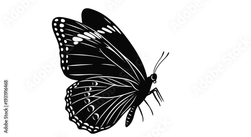 Black butterfly with white spots on wings