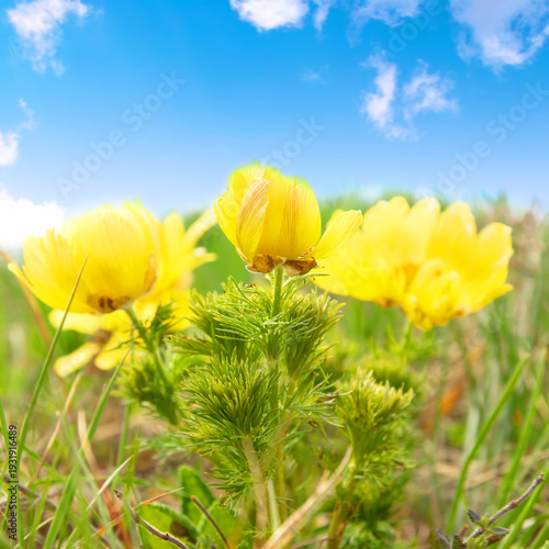 Yellow flowers Adonis vernalis with clouds and sky