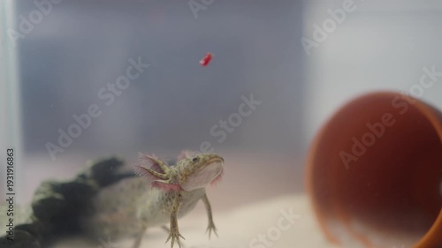 An axolotl (Ambystoma mexicanum) moves slowly toward food in an aquarium. It opens its mouth and snaps at the prey in slow motion. Its gills wave gently in the water as it feeds.