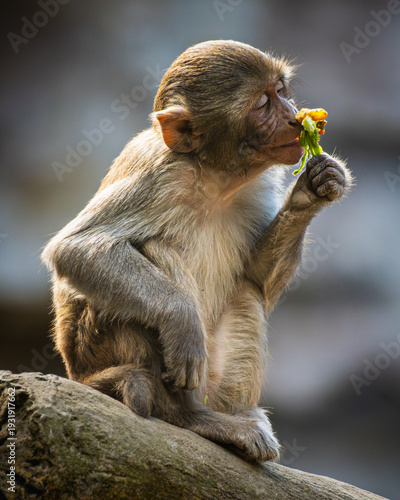 Foto Rhesus macaque (Macaca mulatta)