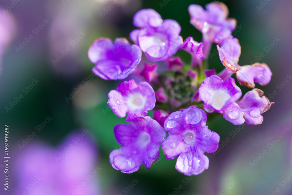 Obraz premium purple flower blooming cluster macro dew drops on petals close up lantana montevidensis on blurred green garden background with copy space for banner design concept of gardening, nature, floristry