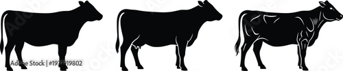 Three Cow Silhouettes Showing Different Body Details Black Vector Illustration Farm Cattle Set Isolated on White Background