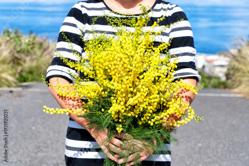 Woman holding mimosa flowers bouquet, 8 march day festive background, mimose ...