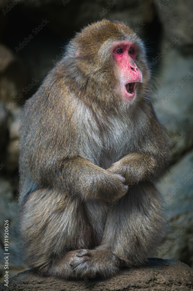Obraz premium Japanese macaque (Macaca fuscata)