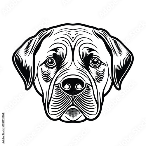 Vector bulldog head illustration