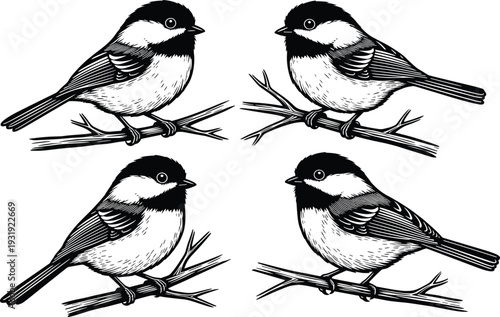 Engraved chickadee bird vector illustration set, vintage black and white perched songbirds on branch with detailed feathers, wildlife line art collection