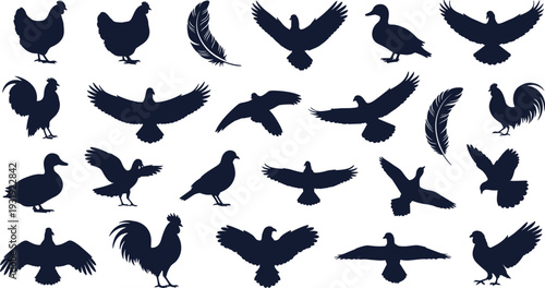 Farm and flying bird silhouettes collection, chicken duck rooster feather and wild birds vector set, black poultry clipart bundle