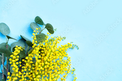 Mimosa yellow flowers on blue spring background, 8 march day background with ...