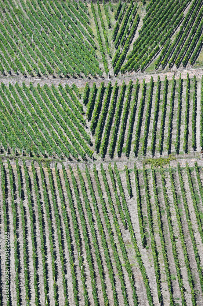 Fototapeta premium Weinanbau, Oberen Mittelrhein, Bopparder Hamm