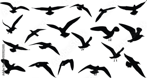 Flying bird silhouettes vector set, seagull and gull black shapes collection, wings spread in flight illustration, isolated wildlife clipart bundle