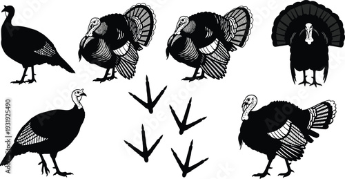 Turkey bird vector illustration set, wild and farm turkey silhouettes with feather details and footprints, black poultry engraving collection