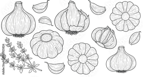 Finely Detailed Garlic Bulb and Clove Illustration Set with Fresh Herb Sprigs