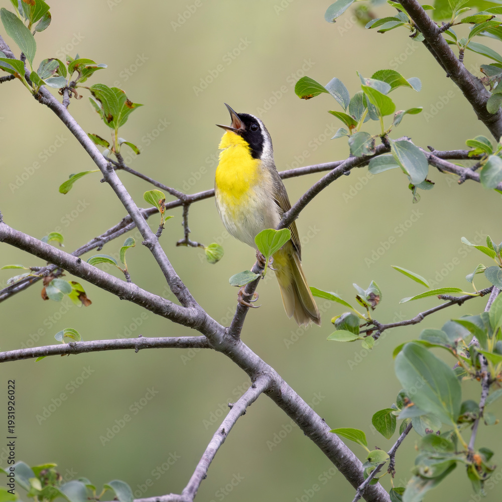 Obraz premium Brilliantly colored male common yellowthroat warbler Geothlypis trichas happily singing in a leafy deciduous tree during spring migration in southern Ontario Canada