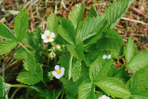 Strawberry plant with white blossoms and green leaves growing in garden bed. Early flowering stage before fruiting. Concept of home gardening, small-scale cultivation and seasonal food production