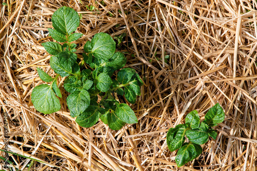Obraz na płótnie Young potato plants growing in straw mulch bed