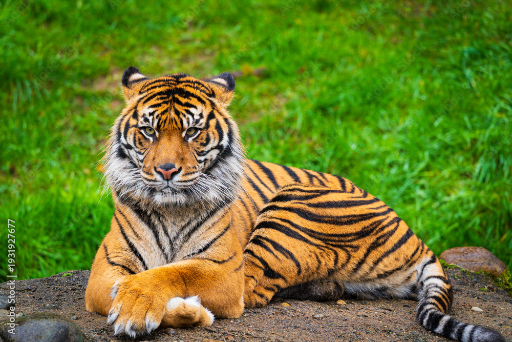 Obraz premium The Majestic Bengal Tiger