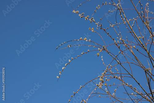 Foto Tree-like shrub branch salix caprea or rakita blooms