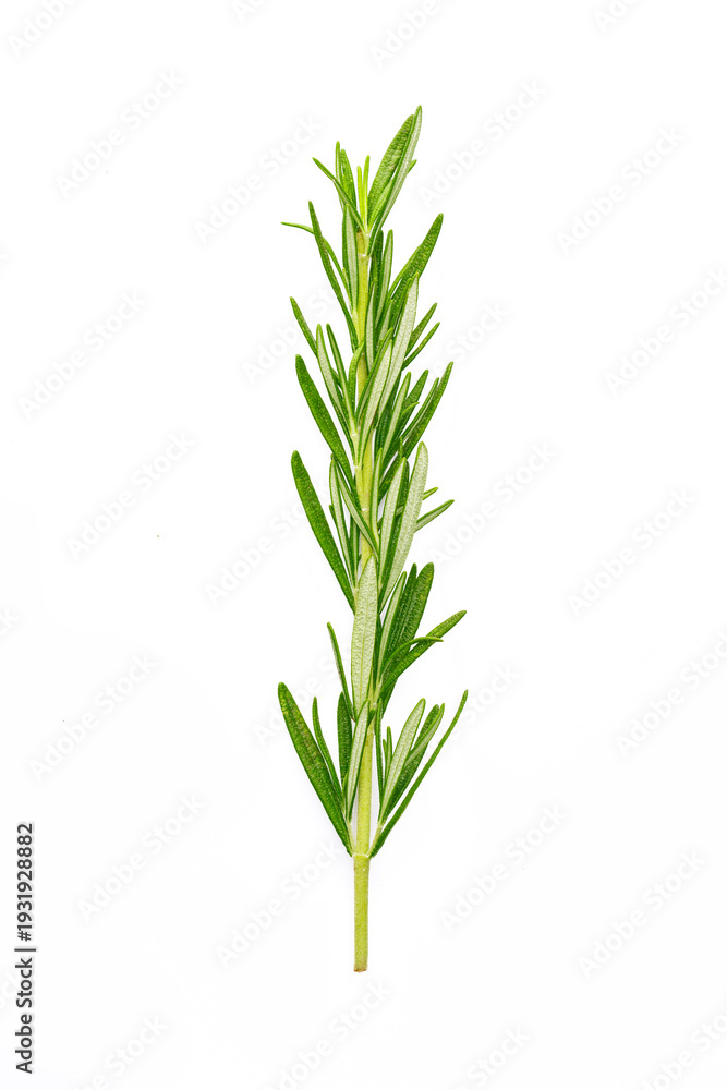 Fototapeta premium Rosemary branches on the white background