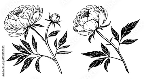 Elegant black and white illustration of two peony flowers with buds and leaves