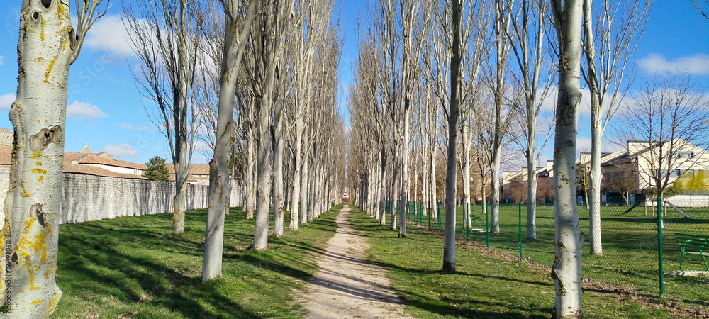 Fototapeta premium Camino de tierra flanqueado por hileras de chopos bajo un cielo azul despejado en Burgos, España