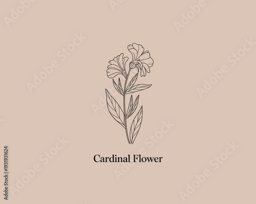 Cardinal Flower Botanical Line Art – Elegant Minimal Floral Illustration