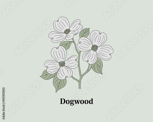 Dogwood Flower Botanical Illustration – Elegant Minimal Floral Line Art