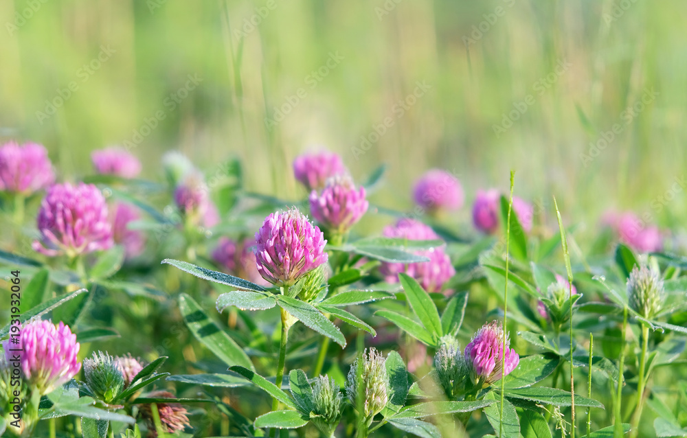 Fototapeta premium Beautiful pink clover flowers on green meadow close up, nature background. spring, summer nature image. floral landscape. dreamy, relax, harmony atmosphere. template for design.