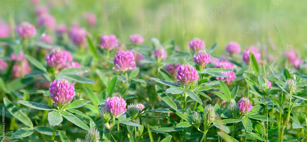 Obraz premium Beautiful pink clover flowers on green meadow close up, nature background. spring, summer nature image. floral landscape. dreamy, relax, harmony atmosphere. template for design. banner.
