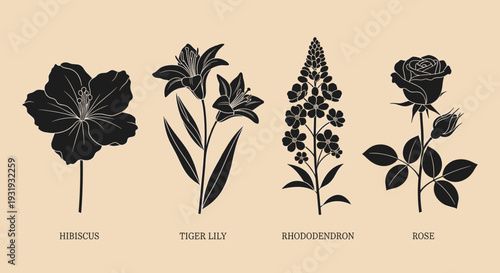 Vintage Botanical Flower Set – Hibiscus Tiger Lily Rhododendron Rose Line Art Illustrations