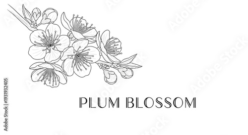 Plum Blossom Floral Line Art – Elegant Vintage Botanical Illustration