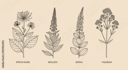 Vintage Medicinal Herb Illustration Set – Vetch, Mullein, Senna, Valerian Botanical Line Art